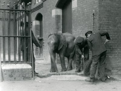 Gardiens avec un jeune éléphant africain mâle Kiberenge, Zoo de Londres, 1924 - Frederick William Bond