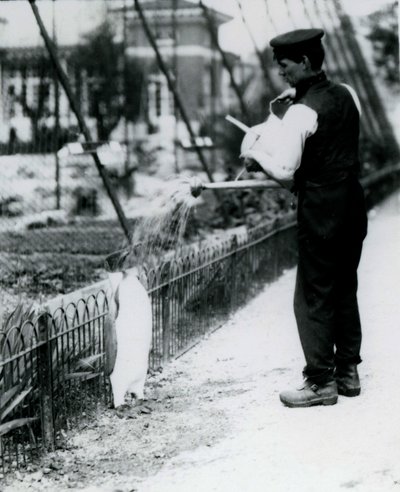 Manchot royal, arrosé par le gardien Harry Munro, avec un arrosoir au zoo de Londres en mai 1914. Munro a été tué pendant la Première Guerre mondiale, ayant servi dans l