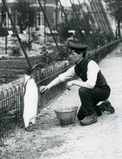 Manchot royal, lavé par le gardien Harry Munro, avec une éponge au zoo de Londres en mai 1914. Munro a été tué pendant la Première Guerre mondiale, ayant servi dans l
