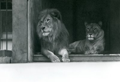 Lion et lionne Kuja et Caroline au zoo de Londres, juillet 1924 - Frederick William Bond