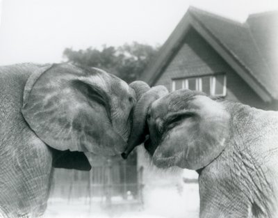 Éléphant d
