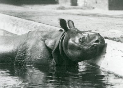 Rhinocéros indien mâle Felix profitant d