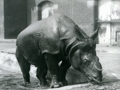 Rhinocéros indien mâle Felix quittant sa piscine au Zoo de Londres en 1928 - Frederick William Bond