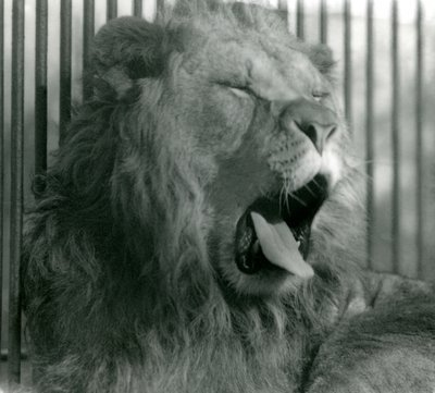 Lion mâle, Abdullah, bâille dans son enclos au Zoo de Londres, 1925 - Frederick William Bond