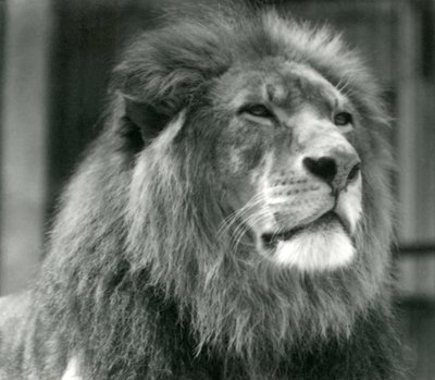 Lion mâle Kuja au Zoo de Londres en août 1924 - Frederick William Bond