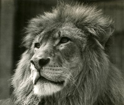 Lion mâle Kuja au Zoo de Londres en août 1924 - Frederick William Bond