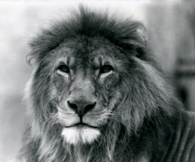 Lion mâle Kuja au Zoo de Londres en janvier 1925 - Frederick William Bond