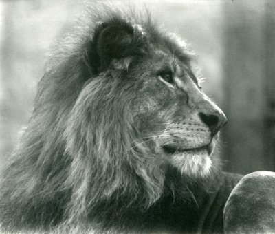 Lion mâle Kuja au zoo de Londres en janvier 1925 - Frederick William Bond