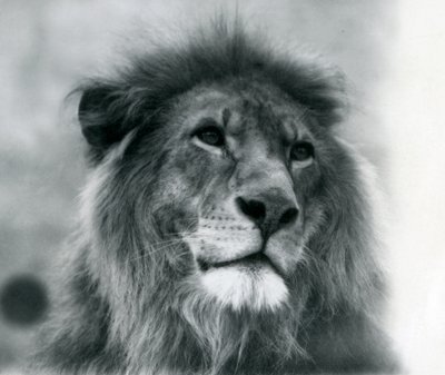 Lion mâle Kuja au zoo de Londres en janvier 1925 - Frederick William Bond