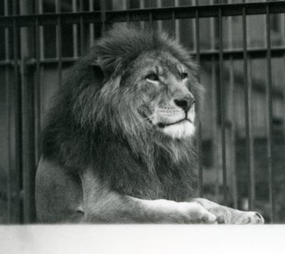 Lion mâle 