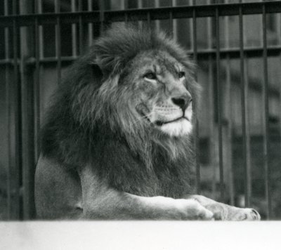 Lion mâle Kuja allongé dans son enclos au Zoo de Londres en janvier 1925 - Frederick William Bond