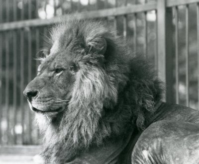 Lion mâle Toto allongé dans son enclos au zoo de Londres en septembre 1927 - Frederick William Bond