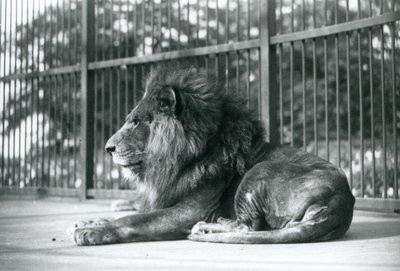 Lion mâle Toto allongé dans son enclos au zoo de Londres en septembre 1927 - Frederick William Bond