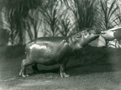 Percy, un jeune hippopotame pygmée nourri à la main au zoo de Londres, novembre 1923 (photo nb) - Frederick William Bond