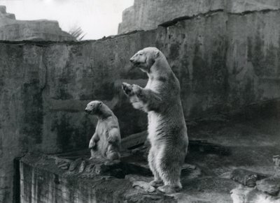 Ours polaires 
