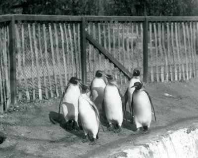 Six manchots royaux marchant à côté de leur piscine au Zoo de Londres en 1927 - Frederick William Bond
