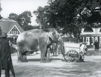 Syed Ali chevauchant Indiarani derrière une brouette, Zoo de Londres, octobre 1925 - Frederick William Bond