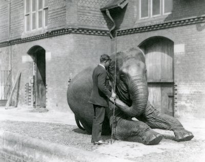 Syed Ali, entraînant Indiarani devant la Maison des Éléphants, Zoo de Londres, août 1923 - Frederick William Bond