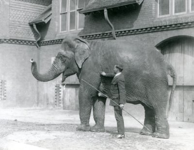 Syed Ali, entraînant Indiarani devant la Maison des Éléphants, Zoo de Londres, août 1923 - Frederick William Bond