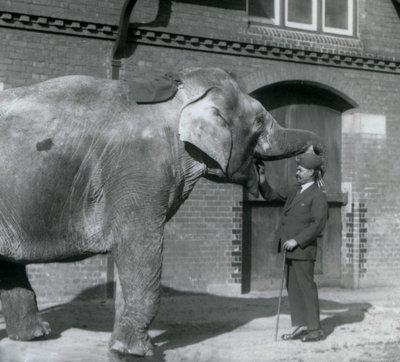 Syed Ali entraînant Indiarani devant la Maison des Éléphants, Zoo de Londres, octobre 1925 - Frederick William Bond