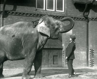 Syed Ali entraînant Indiarani devant la maison des éléphants, Zoo de Londres, octobre 1925 - Frederick William Bond