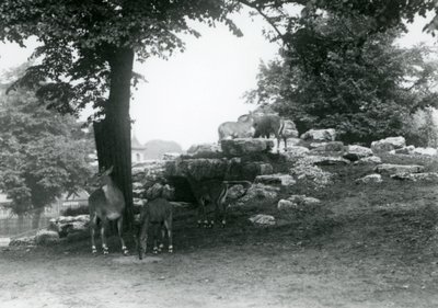 Le paddock des élands au Zoo de Londres en 1924 - Frederick William Bond