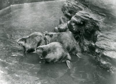 Trois castors dans leur bassin au Zoo de Londres, années 1920 - Frederick William Bond