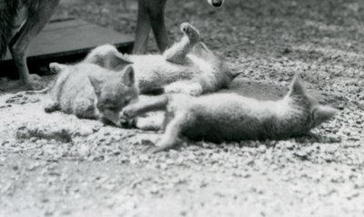 Trois chiots de coyote roulant sur le sol, aux pieds de leur mère, Zoo de Londres - Frederick William Bond