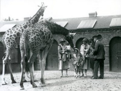 Trois dames avec trois petits enfants visitent les girafes dans leur enclos à l
