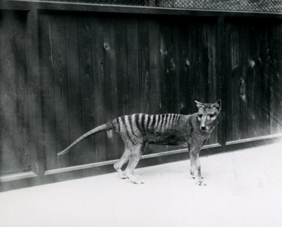 Thylacine Loup de Tasmanie au zoo de Londres, avant 1930 - Frederick William Bond