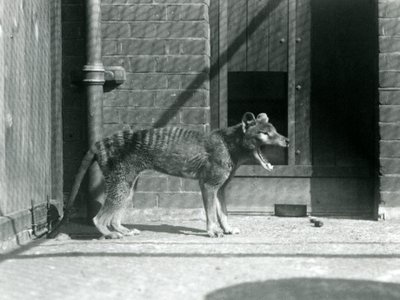 Thylacine / Loup de Tasmanie au Zoo de Londres en août 1926 (photo n/b) - Frederick William Bond