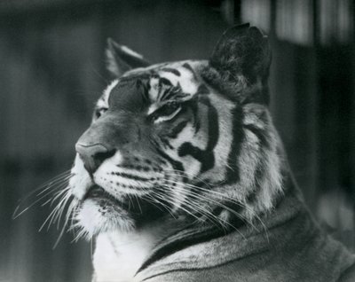 Tigresse Sally au zoo de Londres en 1927 - Frederick William Bond
