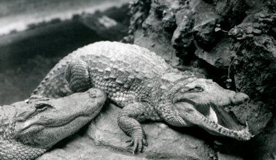 Deux Alligators Américains au Zoo de Londres, juillet 1914 - Frederick William Bond