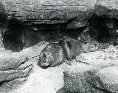Deux ragondins reposant parmi les rochers dans leur enclos au zoo de Londres, avril 1925 - Frederick William Bond