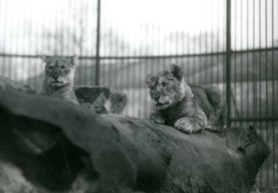 Deux lionceaux, nés dans la ménagerie, dans leur enclos au Zoo de Londres, avril 1924 - Frederick William Bond