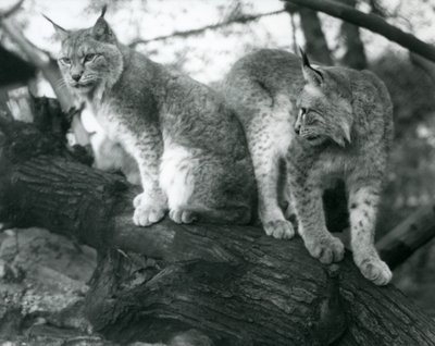 Deux lynx boréaux, l