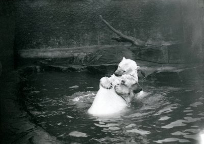 Deux ours polaires, dont un juvénile, s