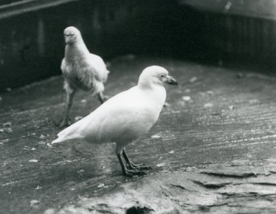 Deux Chionis blancs debout et marchant sur le sol au zoo de Londres, août 1927 - Frederick William Bond