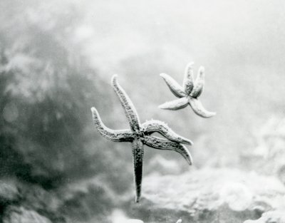 Deux étoiles de mer, sur la vitre de l