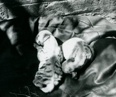 Deux petits hyènes rayées au zoo de Londres, c.1914 - Frederick William Bond