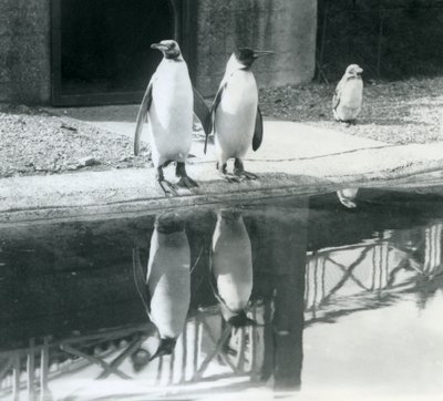 Deux manchots royaux adultes debout près de leur bassin avec leurs reflets dans l