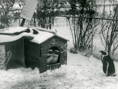 Deux manchots à pieds noirs en danger regardent hors de leur boîte de nidification, dans la neige, tandis qu