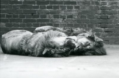 Deux lions couchés pour dormir avec leurs pattes autour l