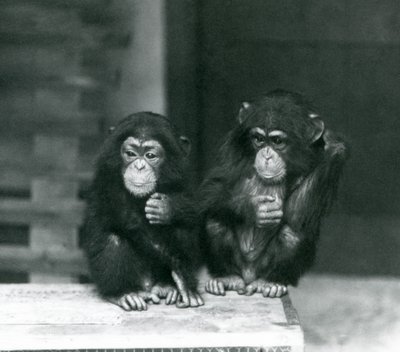 Deux jeunes chimpanzés assis sur une caisse en bois, zoo de Londres - Frederick William Bond