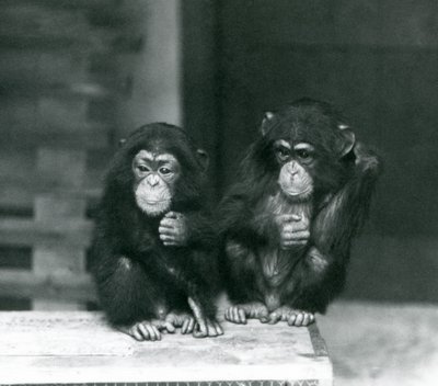 Deux jeunes chimpanzés assis sur une caisse en bois, Zoo de Londres, 1924 - Frederick William Bond