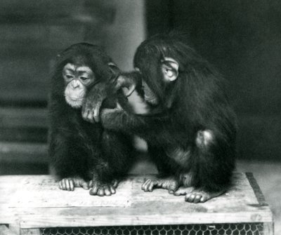 Deux jeunes chimpanzés assis sur une caisse en bois, Zoo de Londres, 1924 - Frederick William Bond
