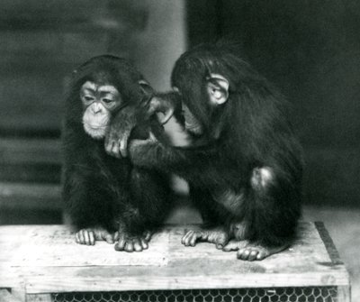 Deux jeunes chimpanzés assis sur une caisse en bois. L