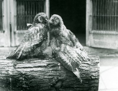 Deux jeunes grands-ducs gris, également connus sous le nom de chouettes lapones, se faisant face sur une bûche, zoo de Londres, août 1926 - Frederick William Bond