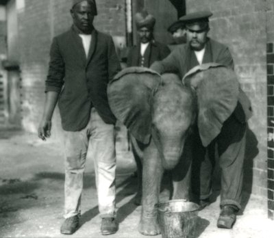 Jeune éléphant africain Kiberenge, buvant dans un seau, avec les dresseurs Darish et Syed Ali, et le gardien H. Robertson, 1923 - Frederick William Bond