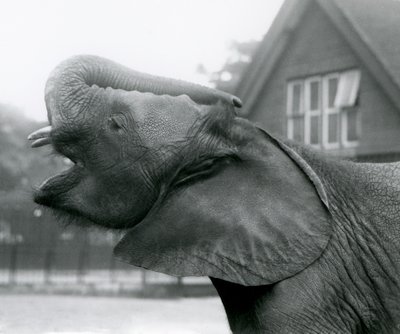 Jeune éléphant africain Kiberenge levant sa trompe et appelant, Zoo de Londres, août 1925 - Frederick William Bond